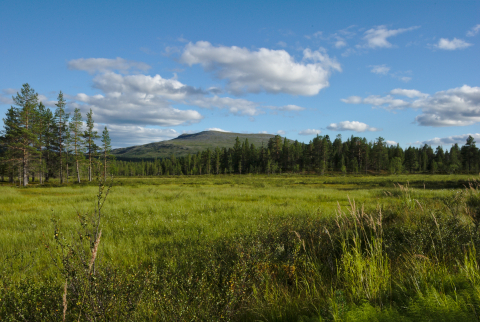 suo, metsä ja Pyhäkero tunturi