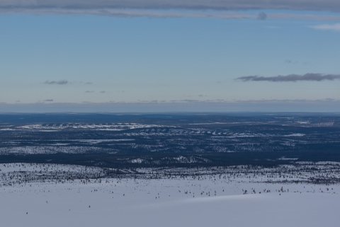 hakattujen metsien kaistaleet maisemassa