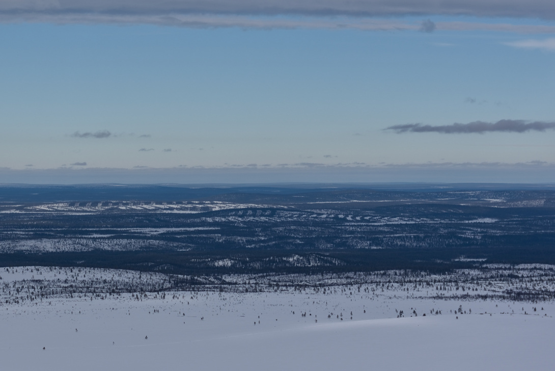 hakattujen metsien kaistaleet maisemassa
