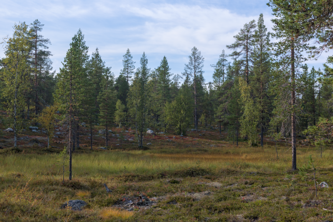 mire and trees in background