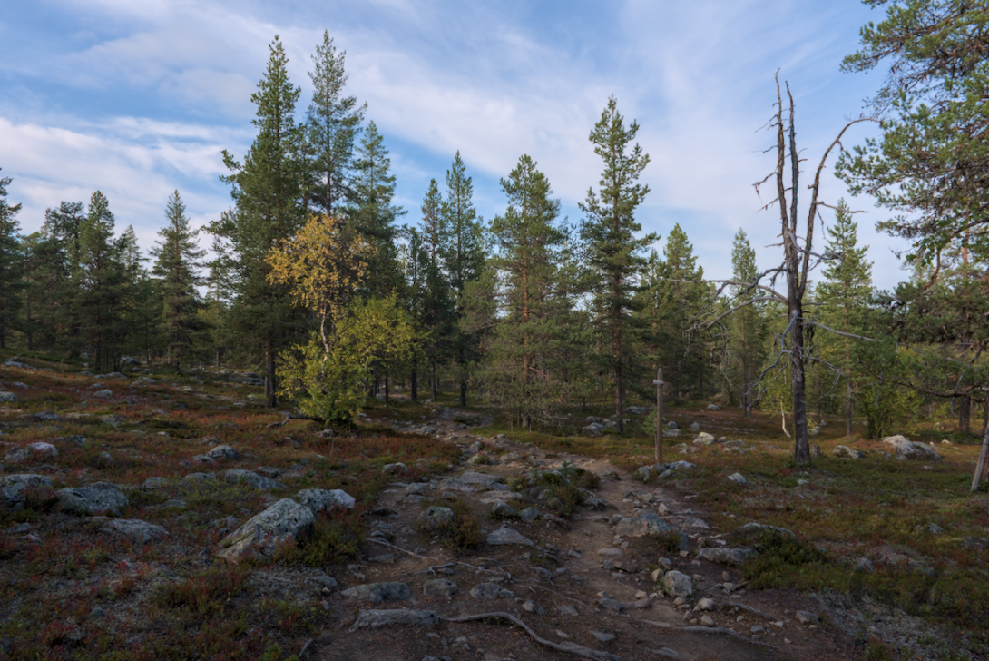 vaellusreitti ja metsä